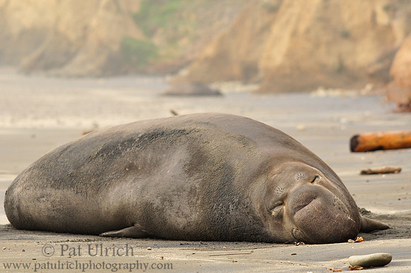 Sleeping giant