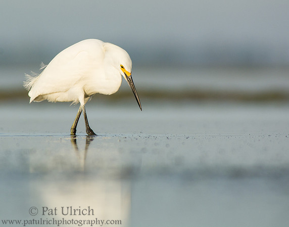 Snowy egret