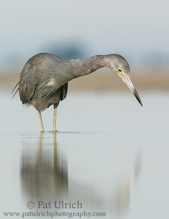Little blue heron in tidal pool