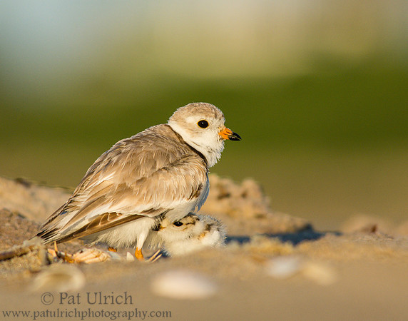 Piping plover tucking under