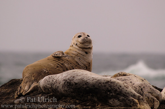 King of the rock