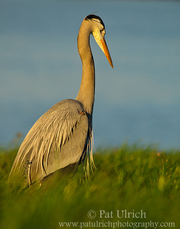 Heron hunting in grass