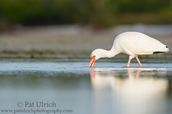 White ibis feeding