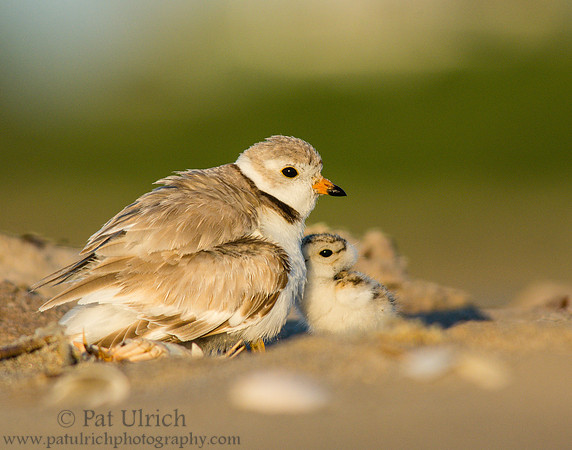 Piping plover snuggle