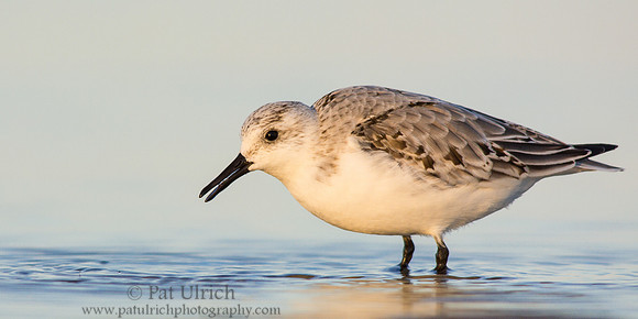 In the shallows at sunset
