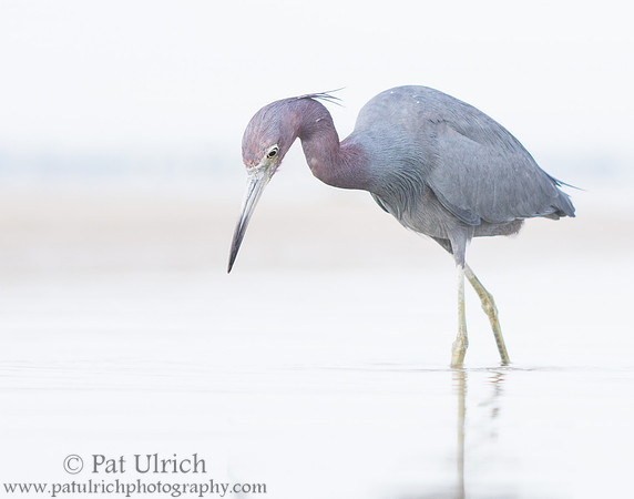 Little blue heron in tidal pool