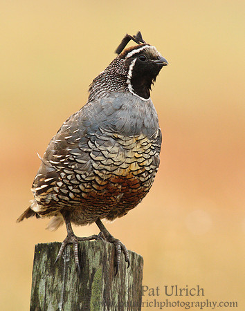 Windblown quail starts to call out