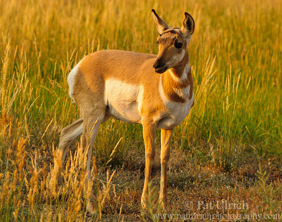 Young pronghorn at sunrise