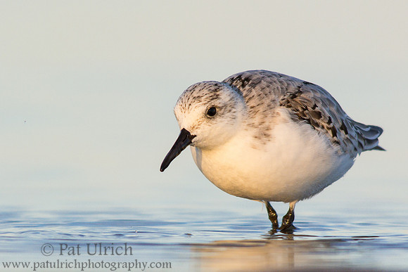 Sanderling at Lot 6 Beach