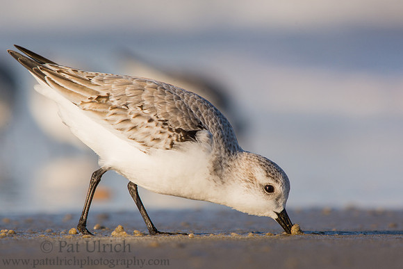Sanderling feeding at Parker River NWR