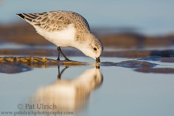 Feeding with reflection