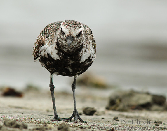 Watching plover