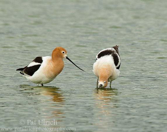 American avocet mating ritual #2
