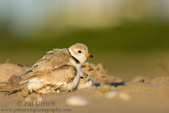 Piping plover with chicks