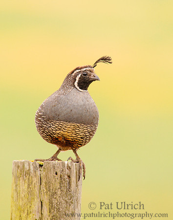 Quail at the edge of a fence
