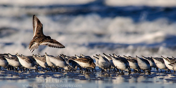 Sandpiper joins the flock