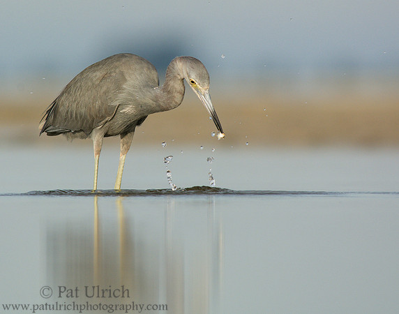 Little blue heron in tidal pool