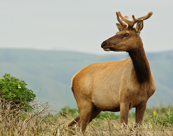 Tule elk bull in velvet