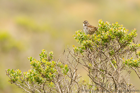Song sparrow on coyote brush