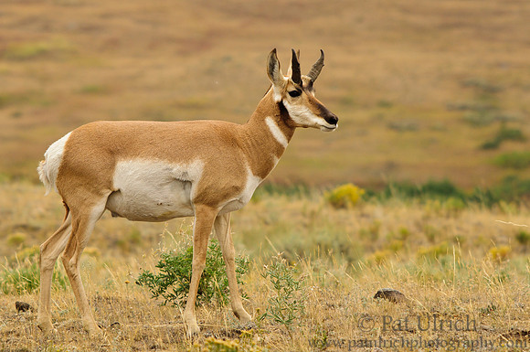 Pronghorn in September