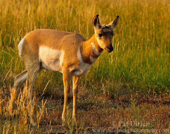Young pronghorn steps out