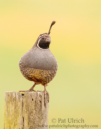 Quail at the edge