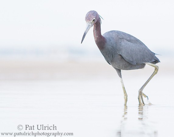 Little blue heron in tidal pool