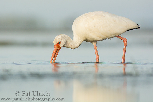 White ibis feeding