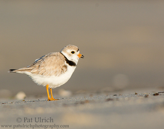 Piping plover calling to its flock of chicks