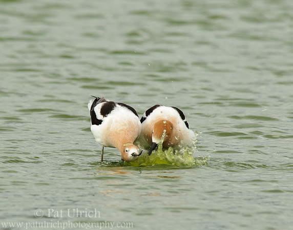 American avocet mating ritual #6