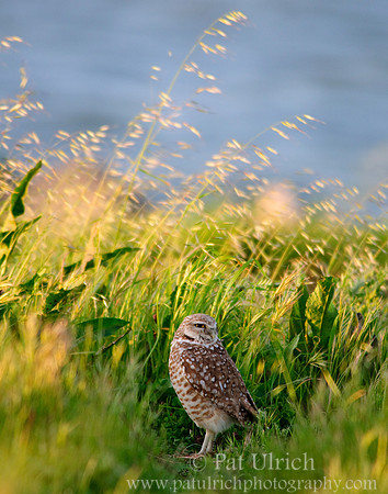 Late light, tall grass