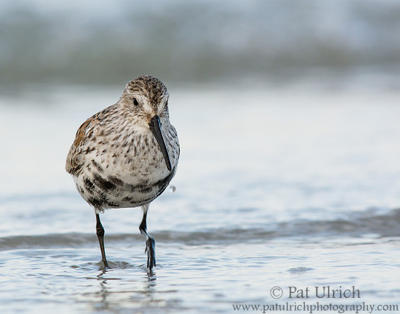 Dunlin with water droplet