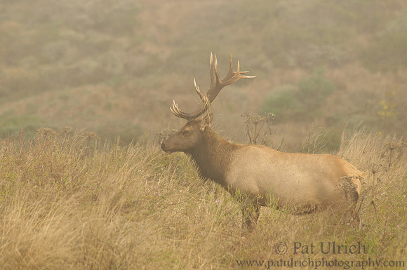 Rutting bull elk in the fog