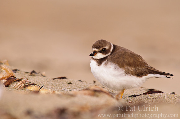 Semipalmated plover in Point Reyes