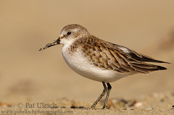 Sandpiper portrait