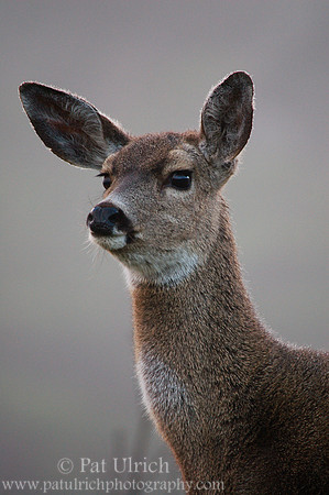 On the alert