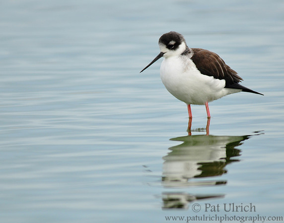 Stilt and Reflection