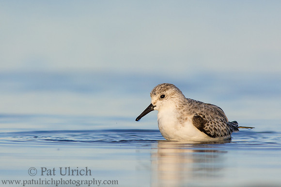 Sanderling swimming