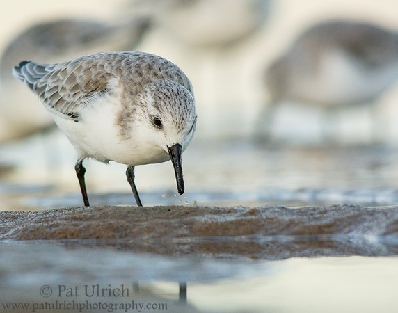 Sanderlings feeding on Plum Island