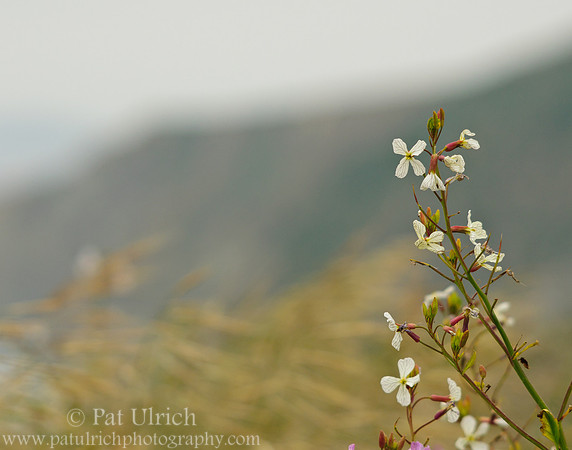 Wild radish, grasses, and Tomales Point