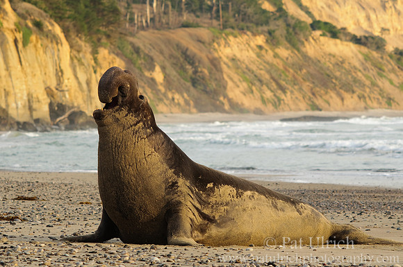 Elephant seal at sunset