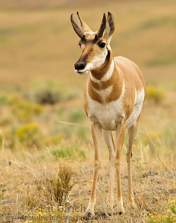 Pronghorn