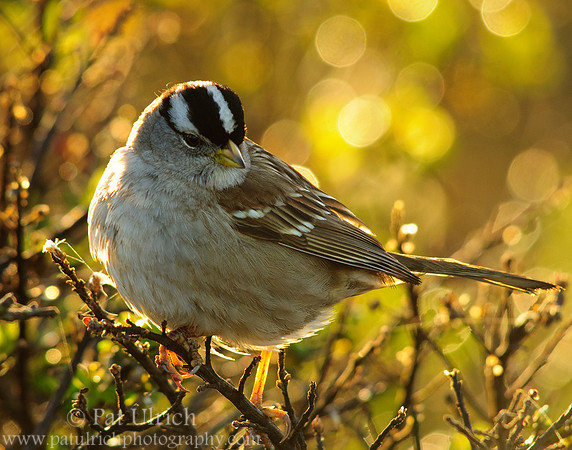 Backlit sparrow