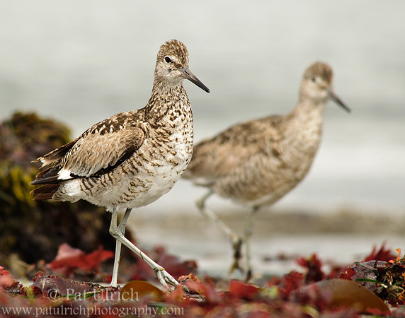 Pair of willets strolling