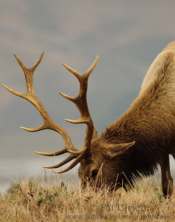 Grazing bull