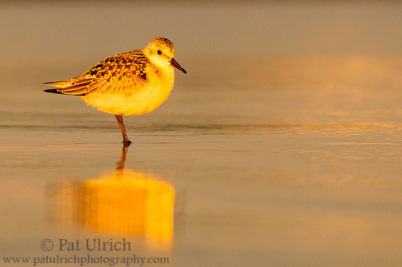 Sanderling illuminated at sunset