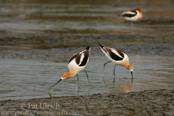Avocets feeding on the mudflats