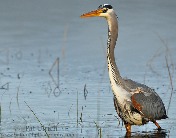 Heron