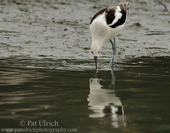 Avocet, reflected