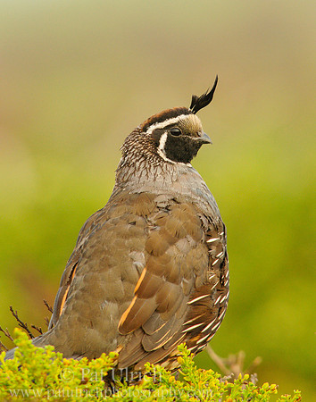 California quail